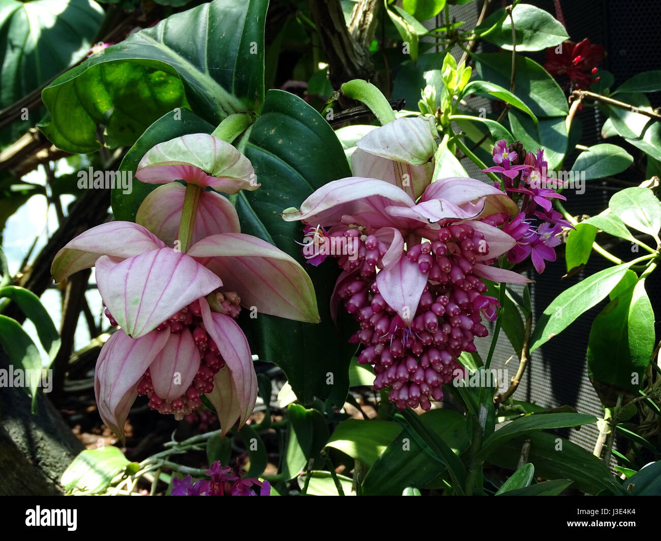 Shades of pink hires stock photography and images Alamy