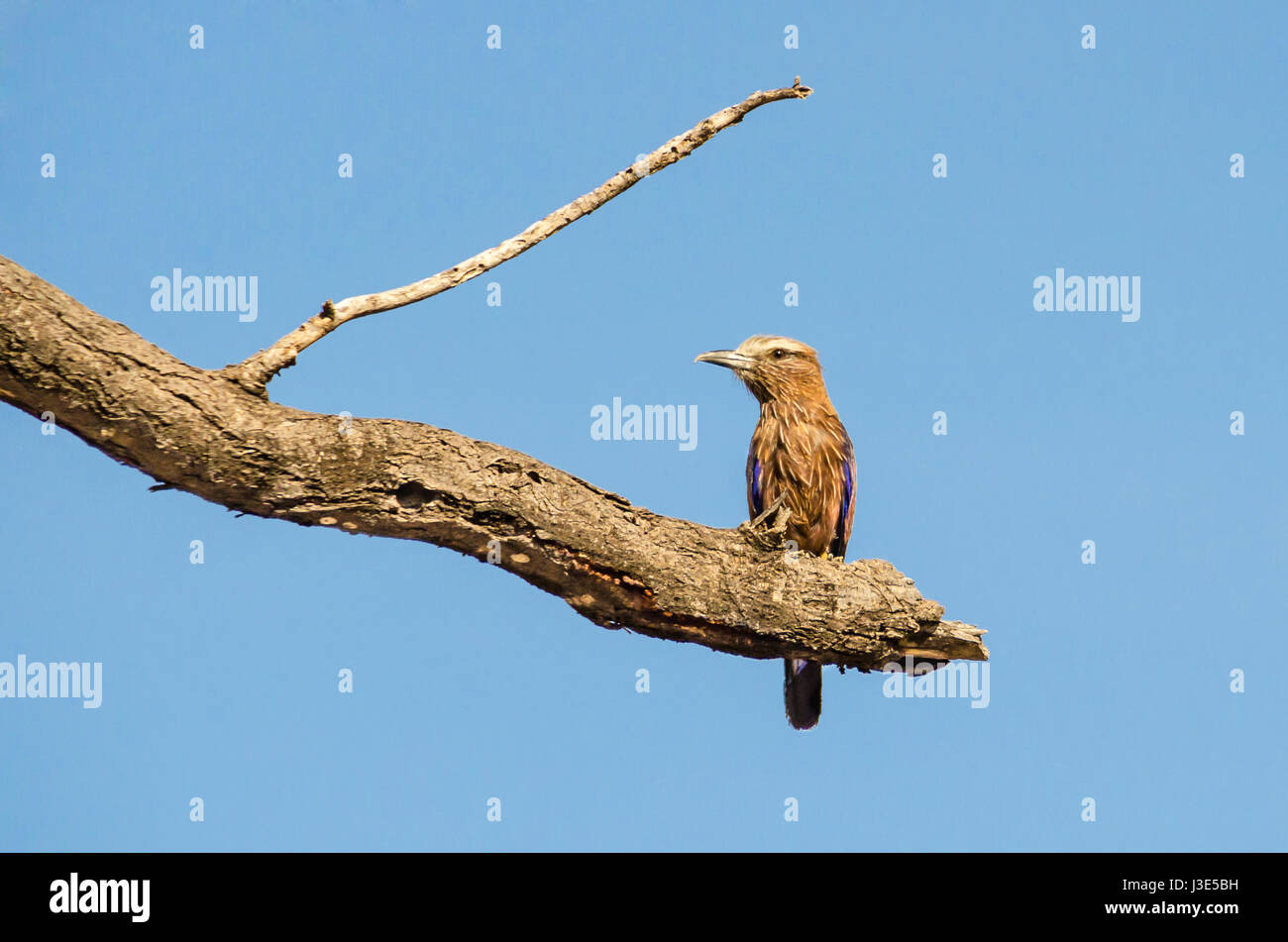The purple roller (Coracias naevius), also called the rufous-crowned roller sitting on a branch of a tree  in Etosha National Park, Namibia. Stock Photo