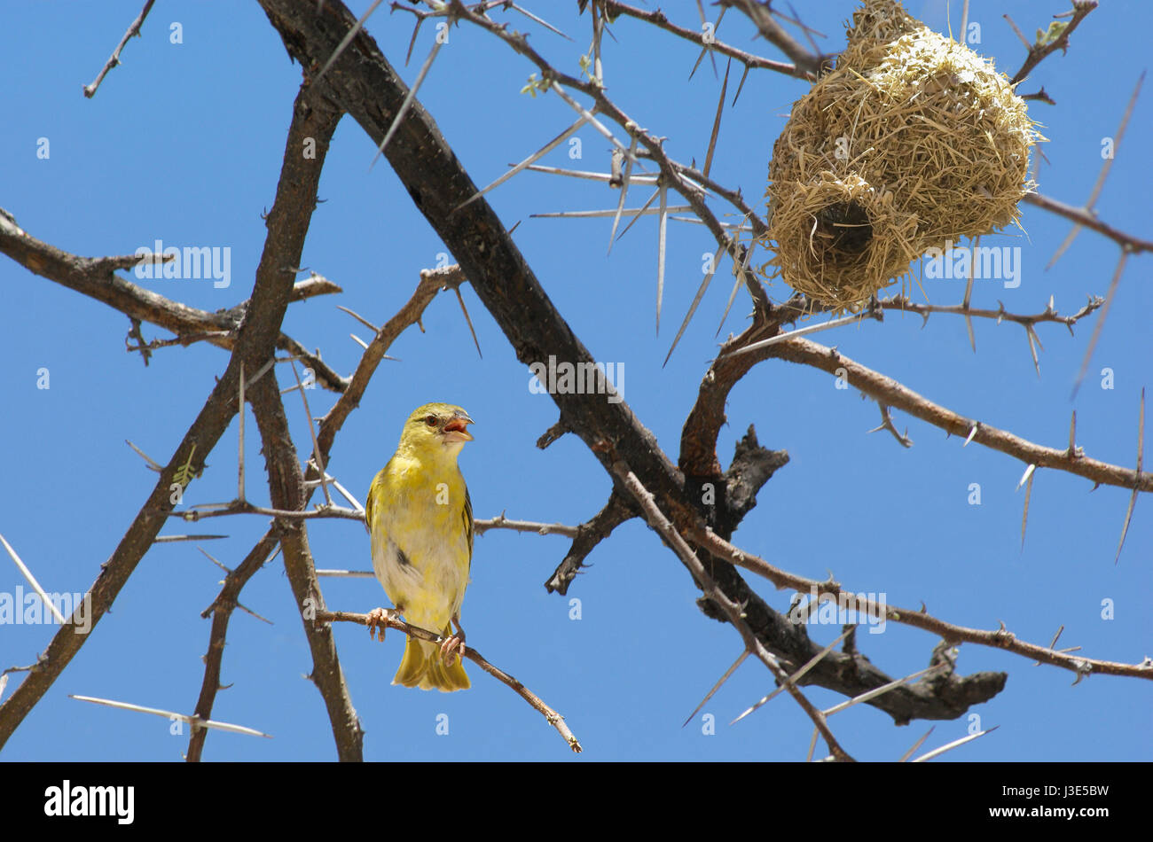 Weaver bird sitting on a branch of acacia near its nest Stock Photo