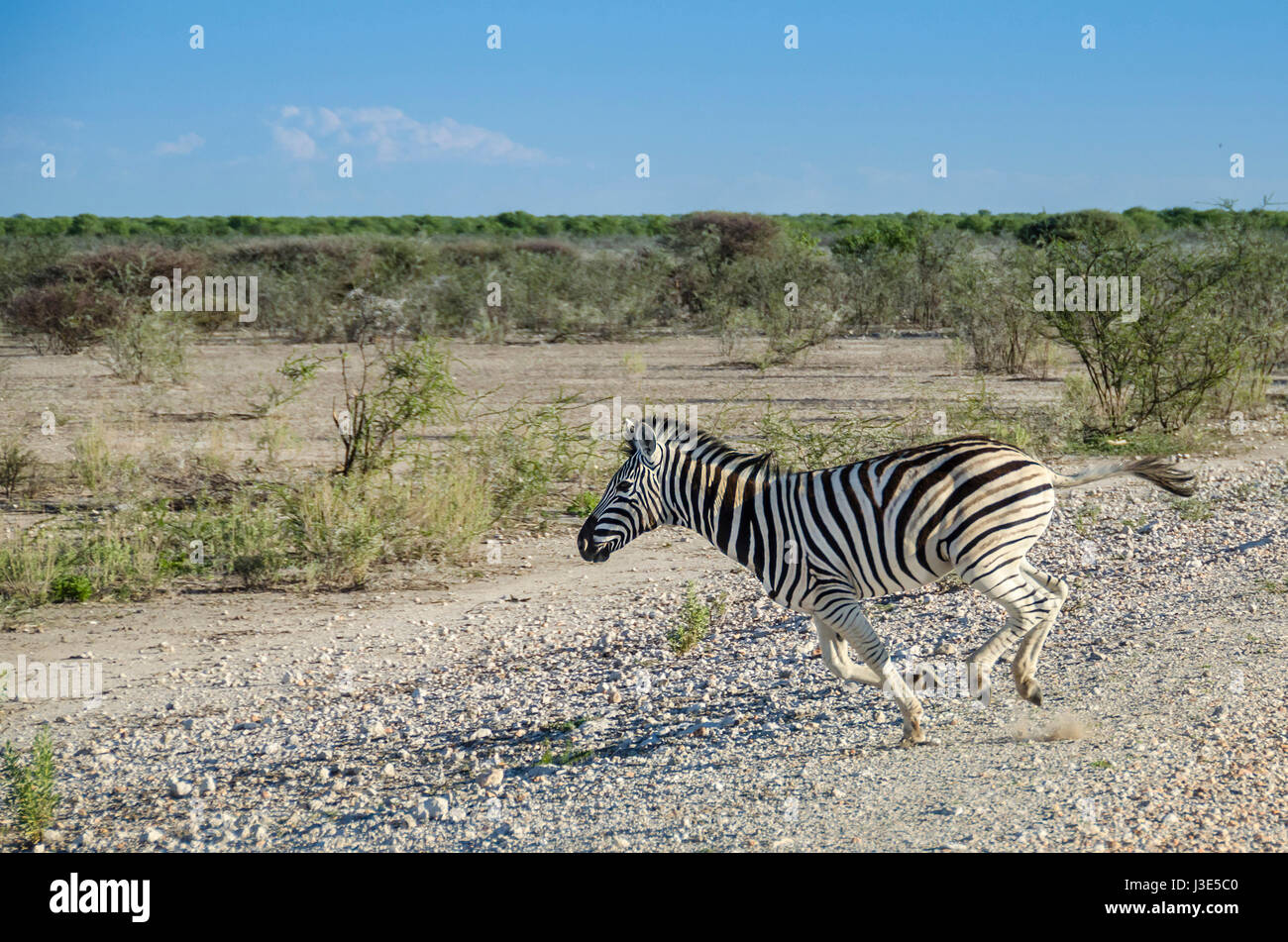 The plains zebra (Equus quagga) running in Etosha national park Stock Photo