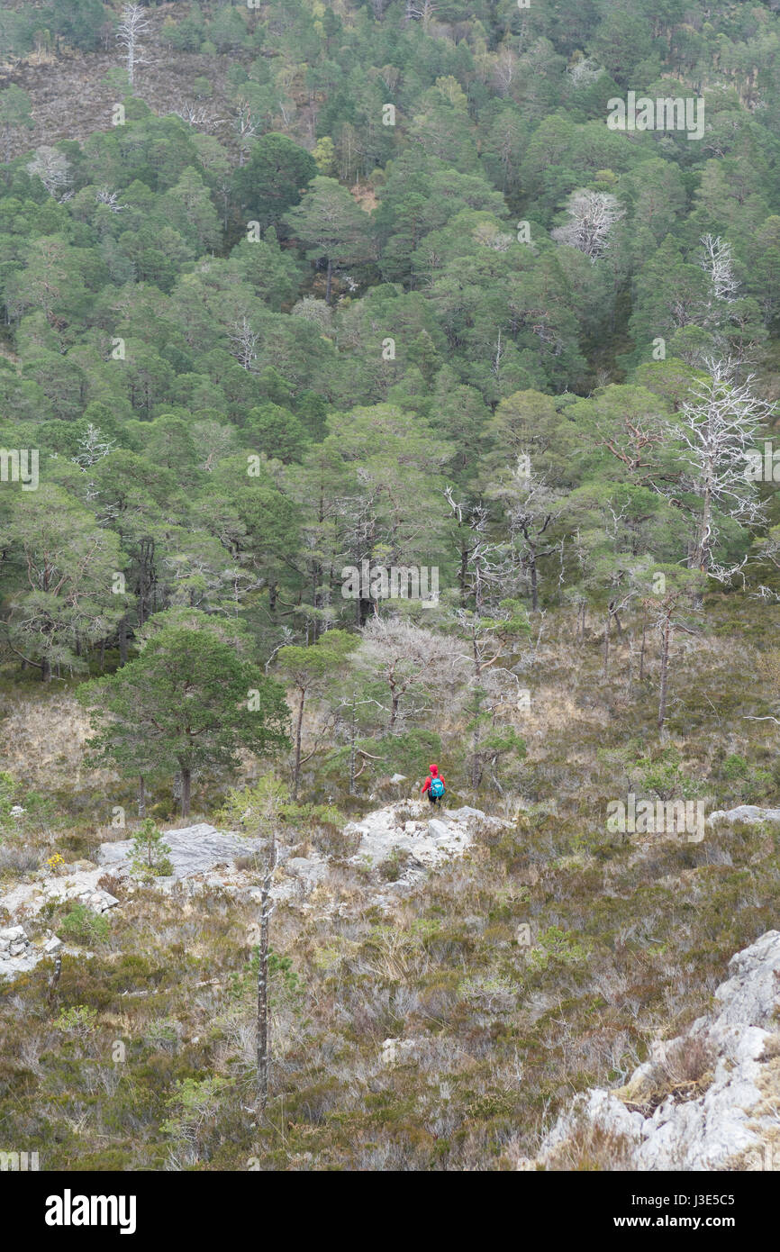 solitary walk - lone figure surrounded by trees - Scottish Highlands, UK Stock Photo