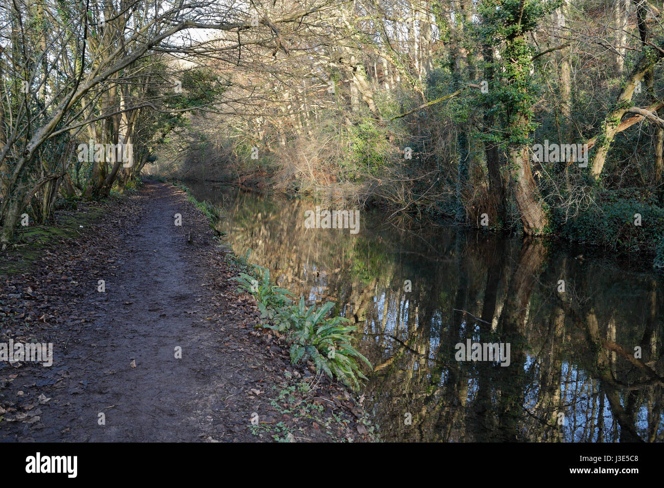 Glamorganshire canal at Forest farm Cardiff Wales, UK Nature reserve Stock Photo
