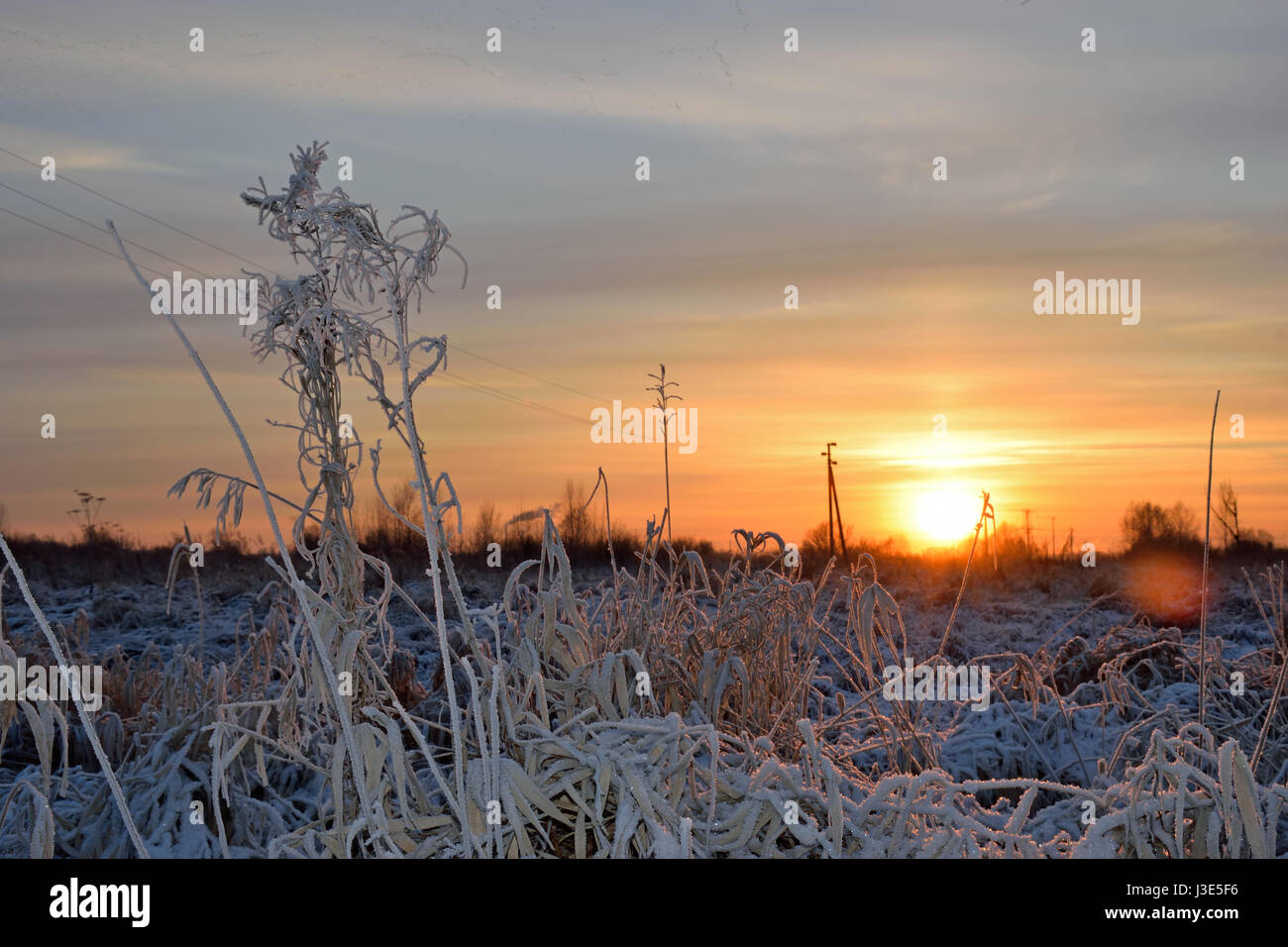 Purple winter sunset on the background of dry grass covered with hoarfrost crystals Stock Photo