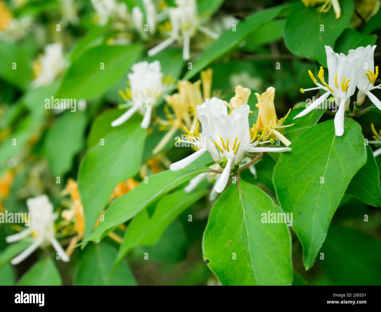 Amur honysuckle (Lonicera maackii) Native to Asia, extremely invasive in eastern USA and Canada. Stock Photo