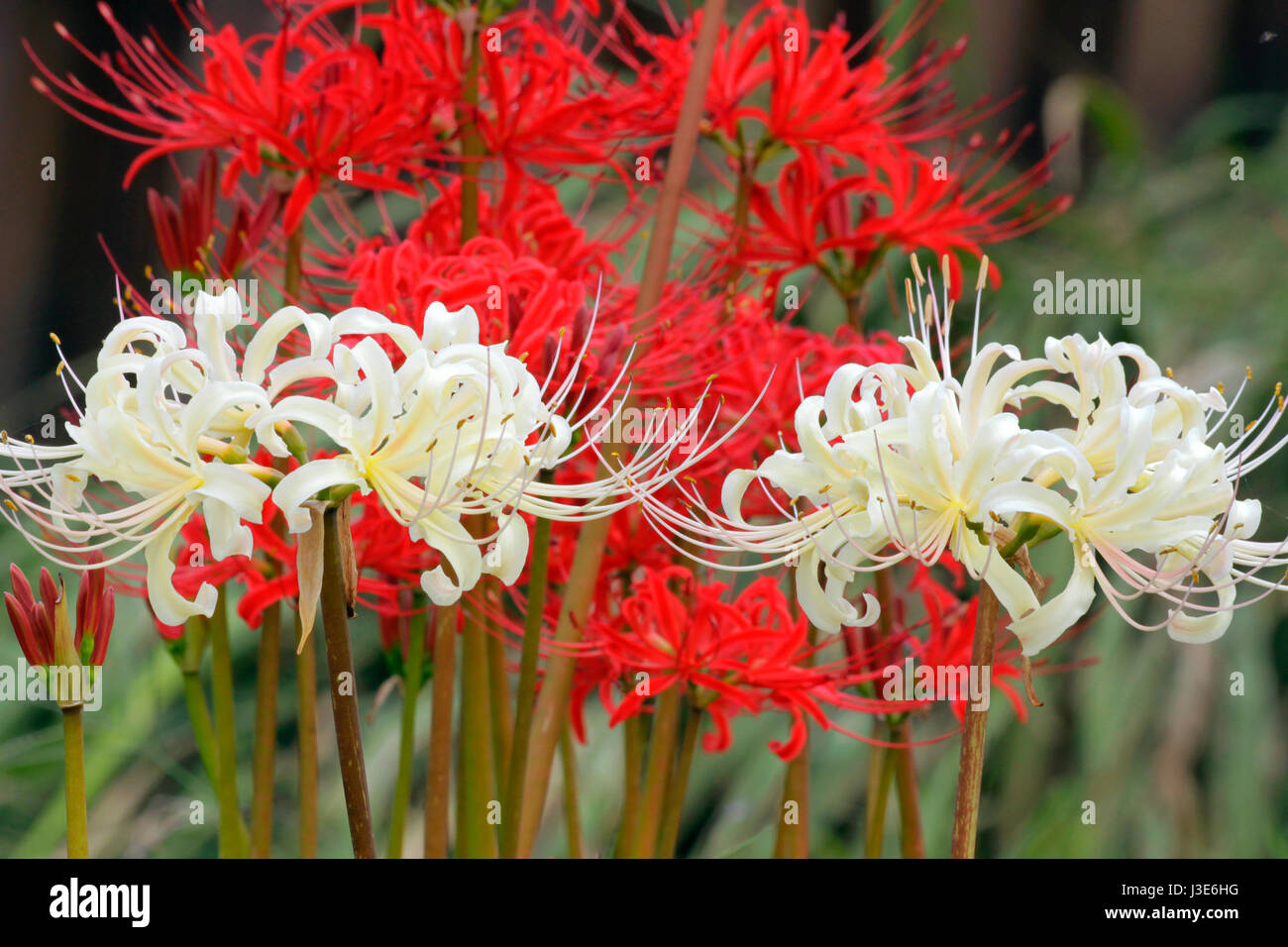 Spider Lily on Koidegawa River Kanagawa Japan Stock Photo