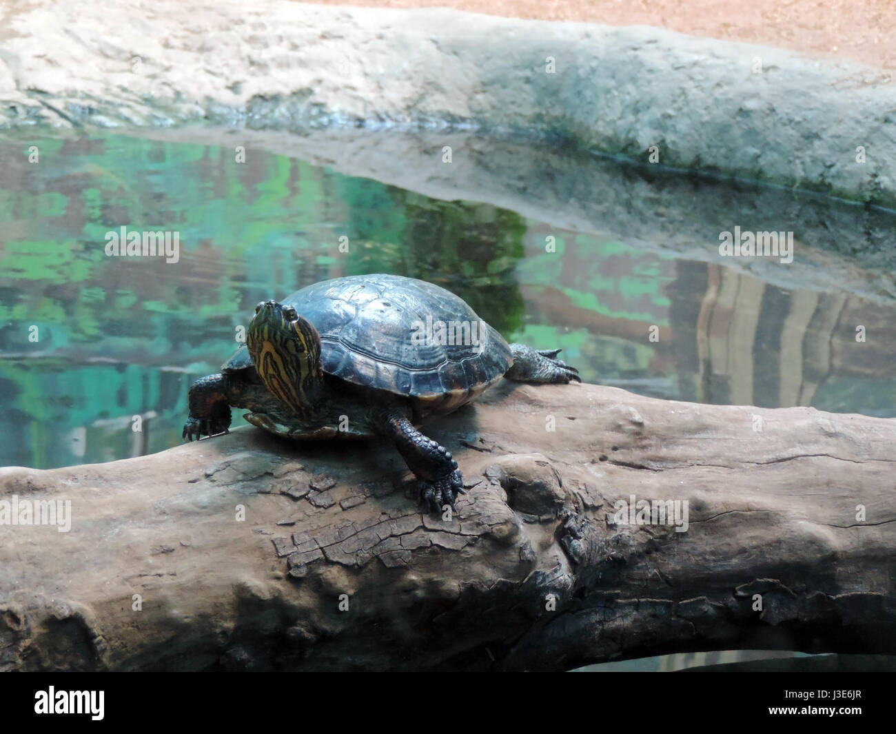 Water turtle Stock Photo