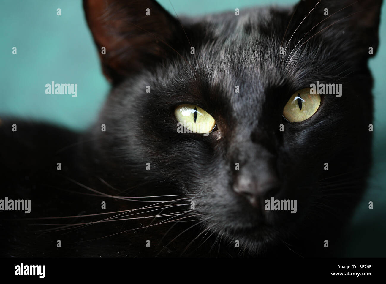 Black cat with green eyes Stock Photo Alamy
