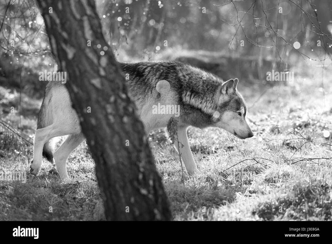 Gray wolf walking Black and White Stock Photos & Images - Alamy
