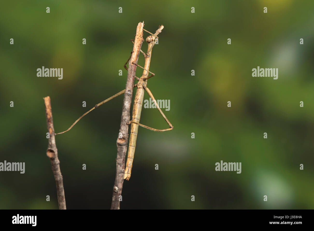 Horse head hires stock photography and images Alamy