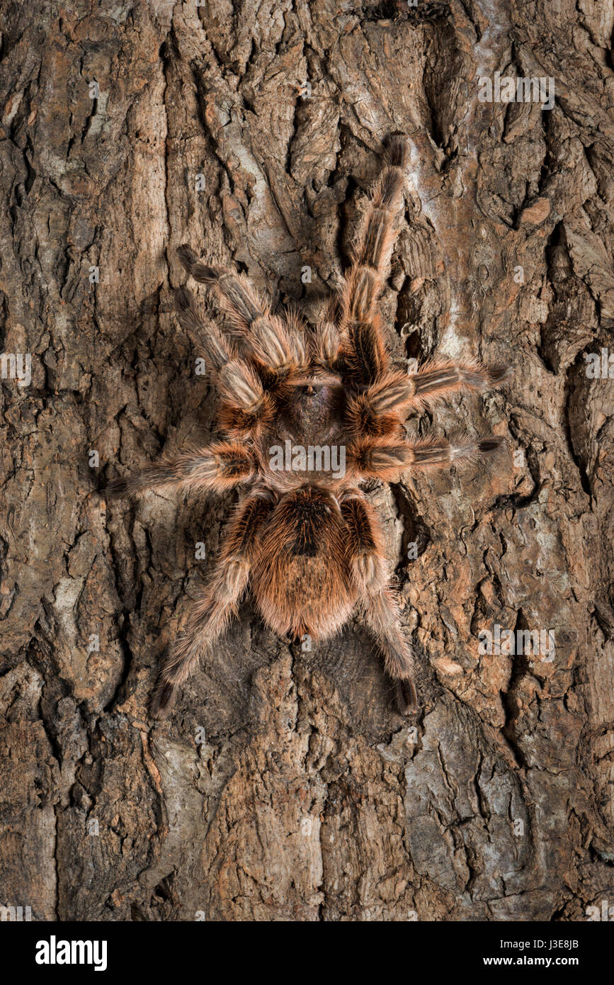 Chilean Rose Tarantula Stock Photo - Alamy