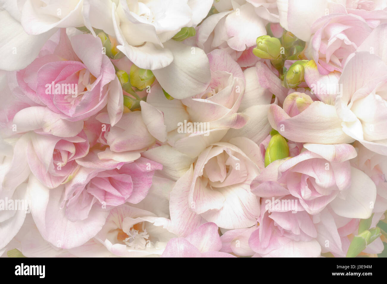 Lots of white and pink freesia flowers and green buds, nostalgic and romantic setting in soft light, highlight vignette, background Stock Photo