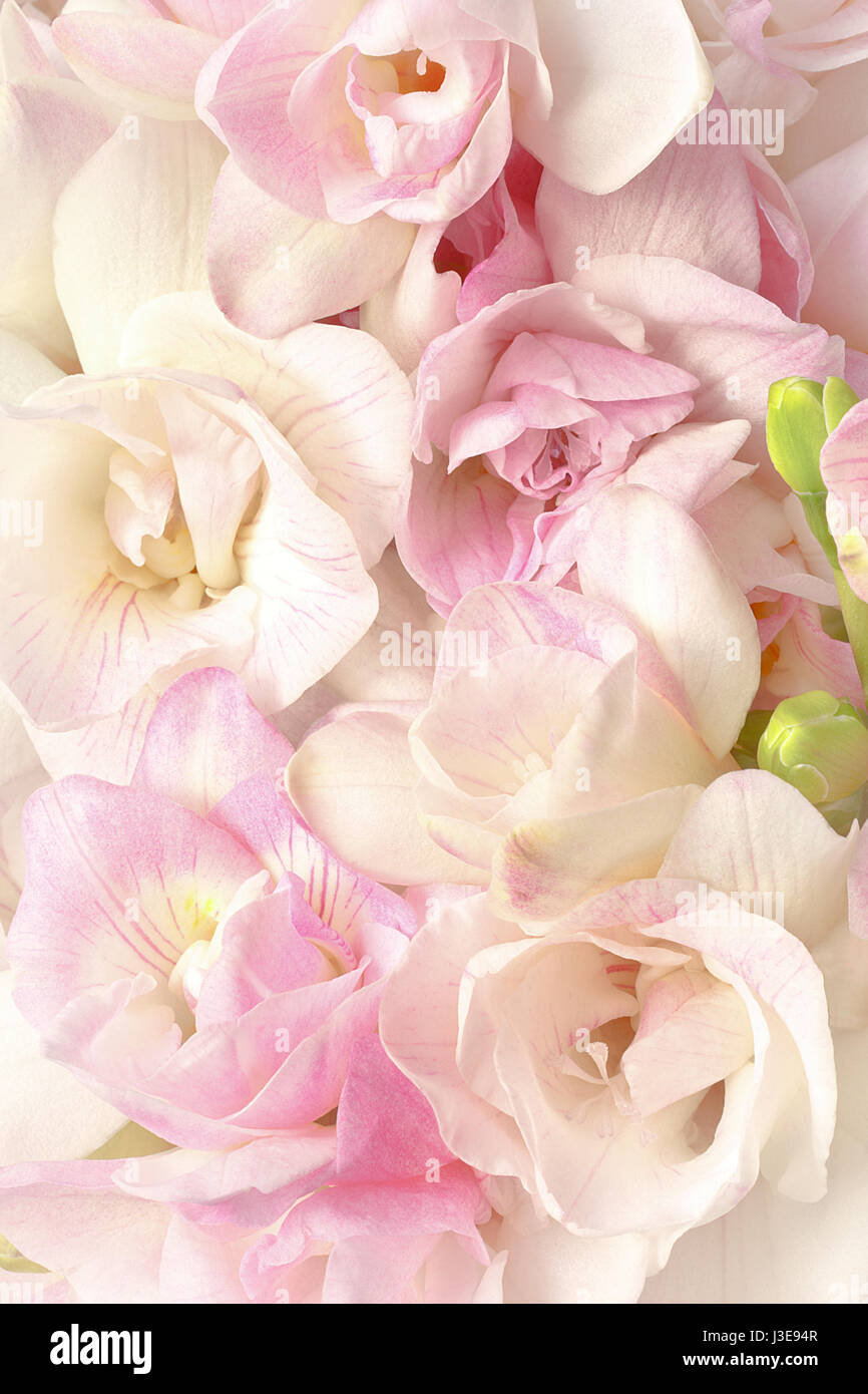 Freesia flowers in pastel pink and white in bright but soft light, very romantic, nostalgic and dreamlike, background Stock Photo