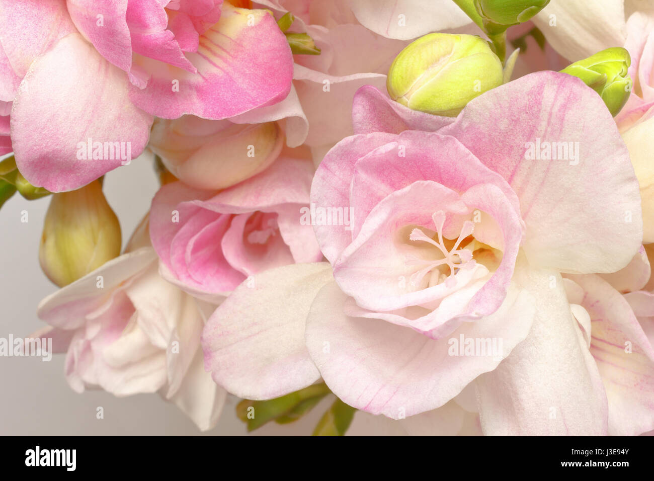 Close-up of white and pink freesia flowers and green buds, nostalgic and romantic setting in soft light, background Stock Photo