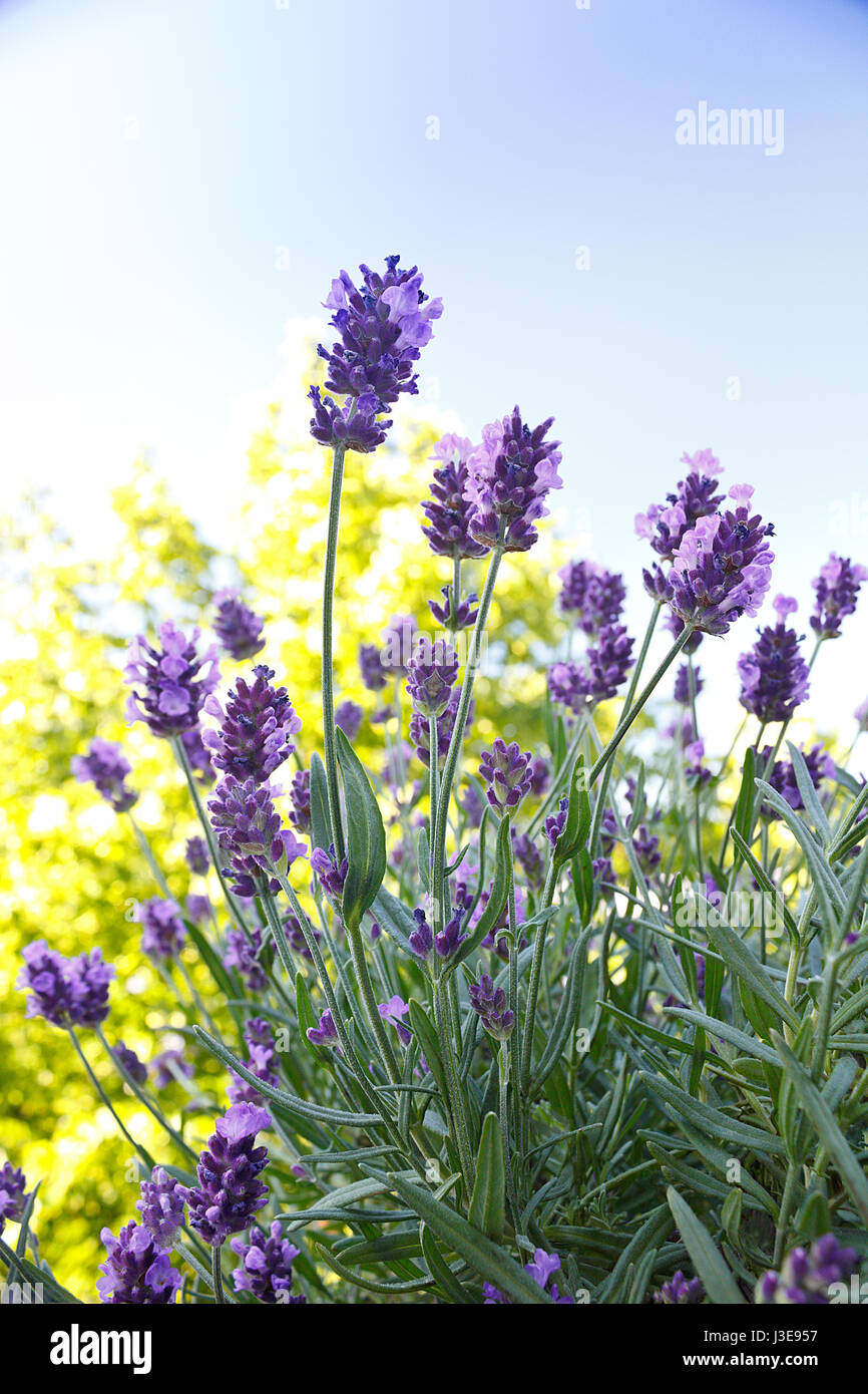 Flowering lavender in front of a tree in the summer morning sun and a blue sky, background, copy space, copyspace Stock Photo