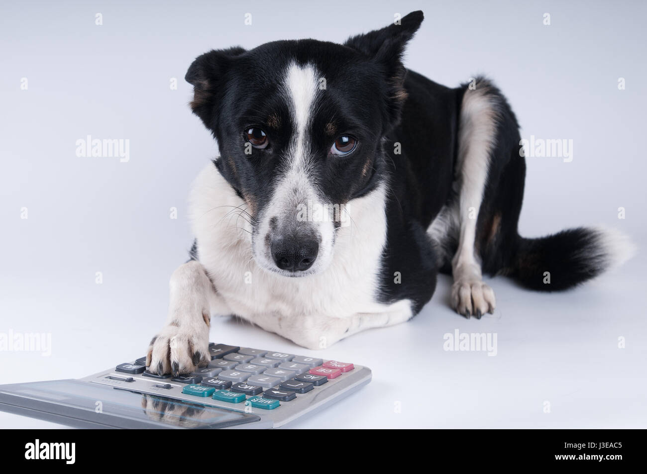 Калькулятор dogs в рублях. Калькулятор dogs в рублях. Калькулятор dogs в рублях. Калькулятор dogs в рублях. Dogecoin 2022.