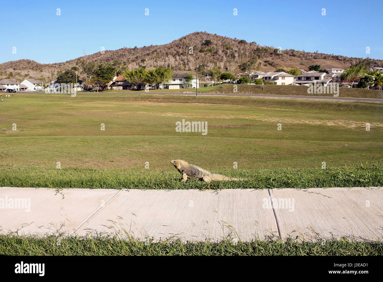 An iguana relaxes in the grass in front of homes in Guantanamo Bay, Cuba Stock Photo