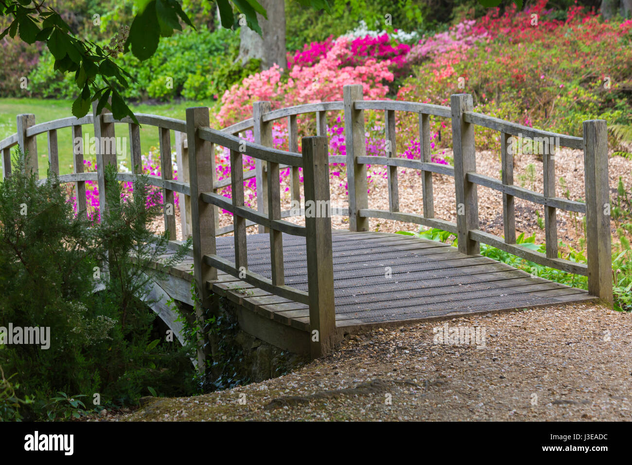 Japanese Bridge with stunning rhododendrons and azaleas at Exbury Gardens, New Forest National Park, Hampshire in May Spring Stock Photo