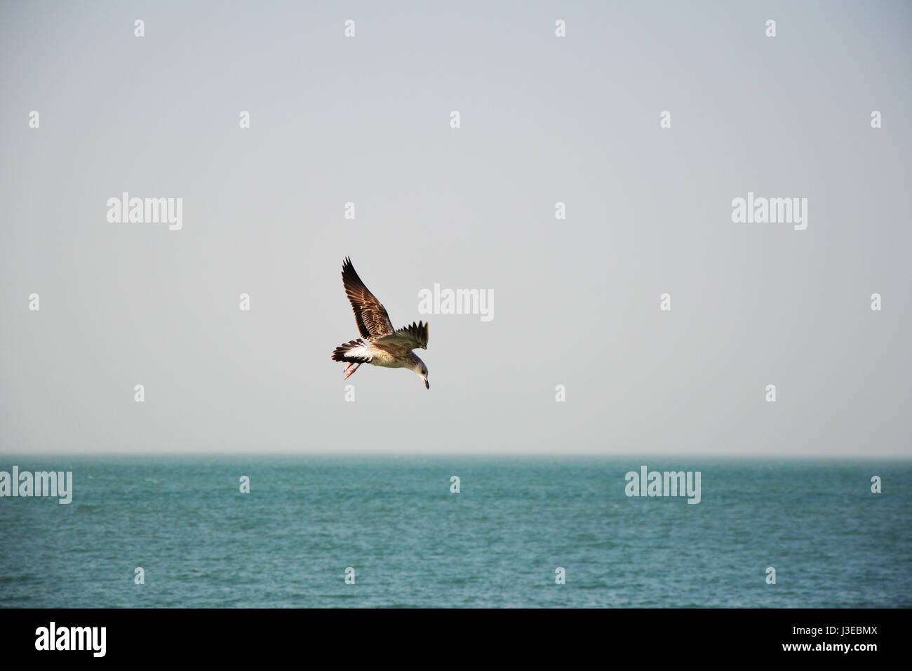One seagull flying over the sea - Persian gulf, Iran Stock Photo