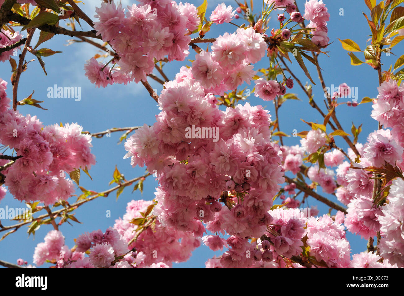 ornamental cherry blossom Stock Photo
