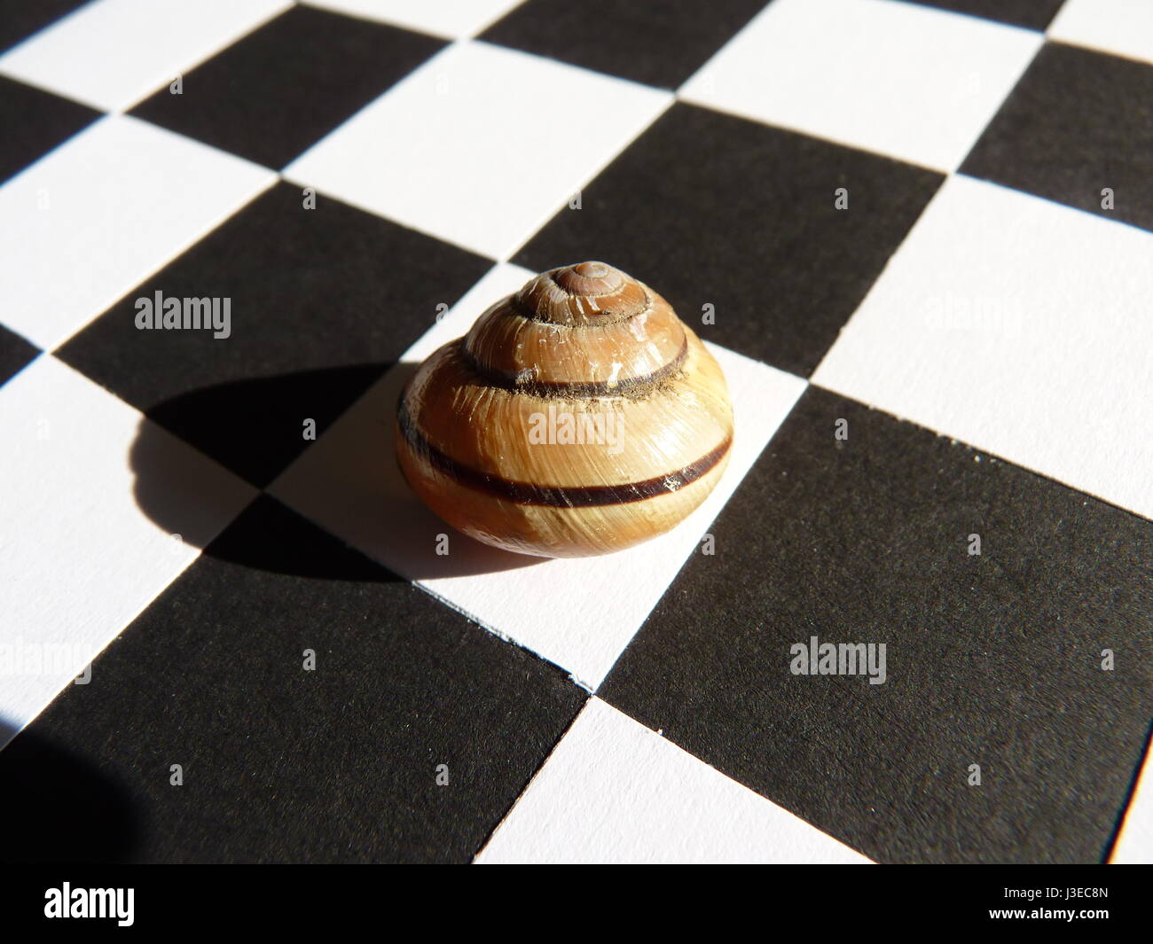 Pied striped snail shell on black and white chequer board. Stock Photo