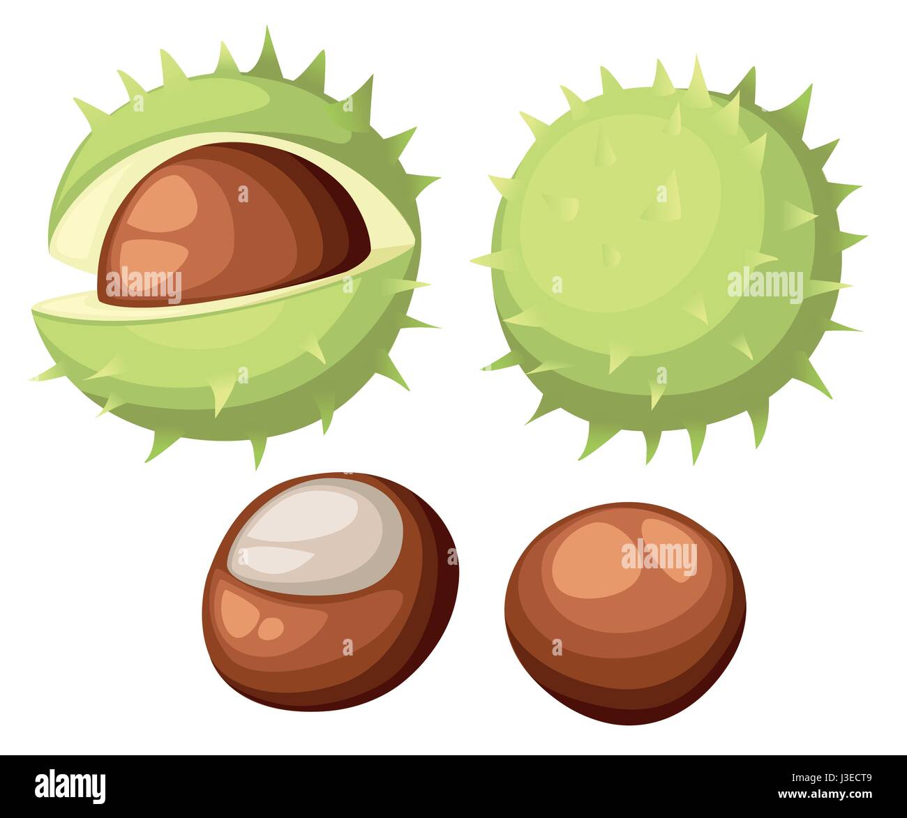 Chesnut peeled and whole horse chestnuts, vector illustration isolated on white background. Drawing of chestnuts with and without green peel, deliciou Stock Vector