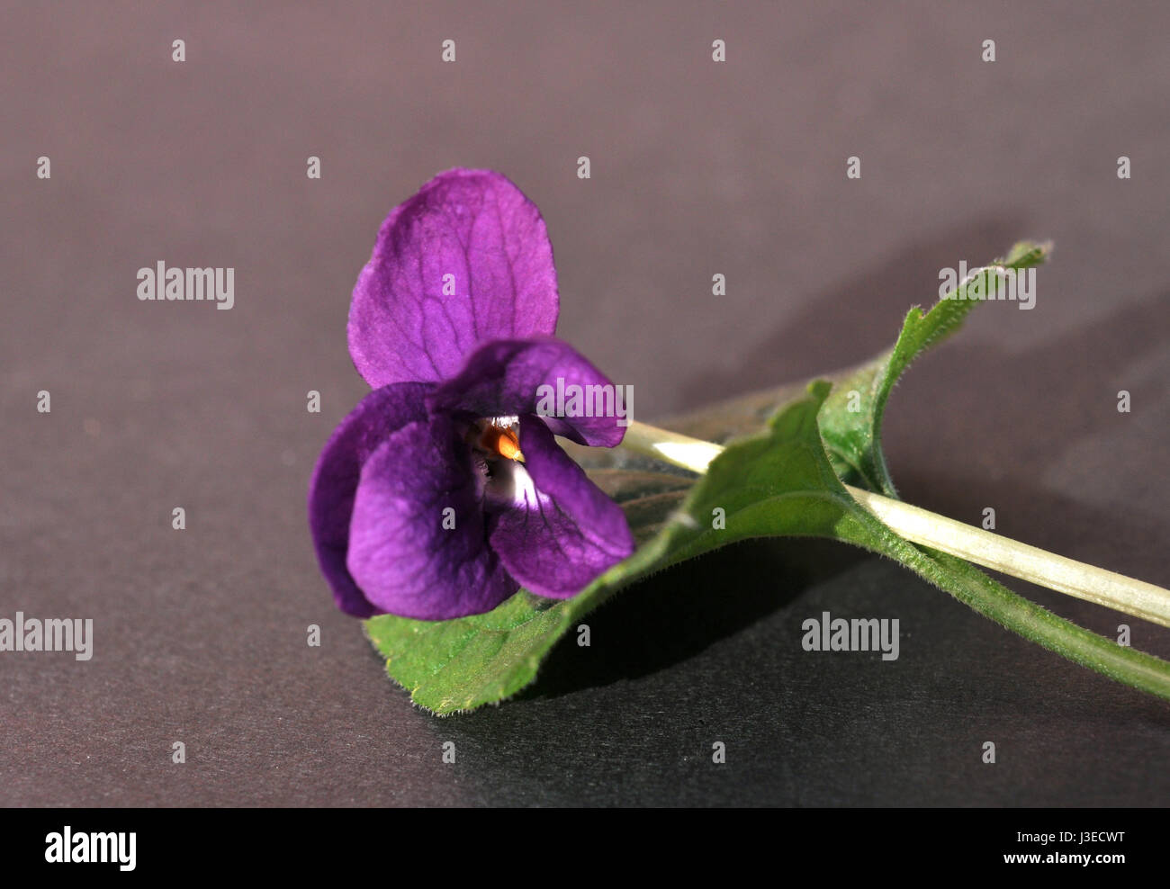 wild violets Stock Photo