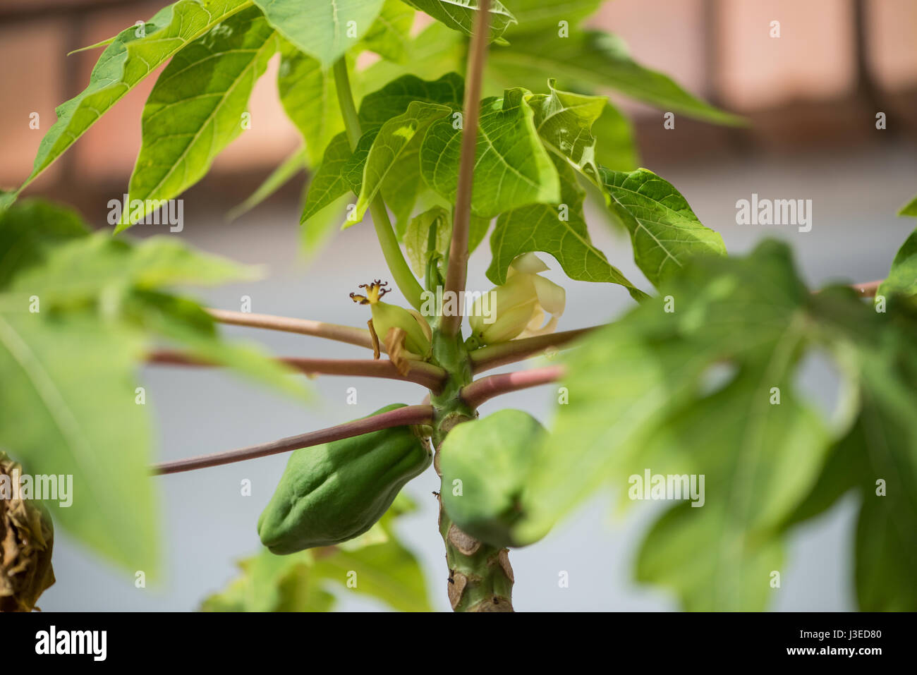 Pawpaw fruits ripening on the tree with one or two flowers still visible Stock Photo