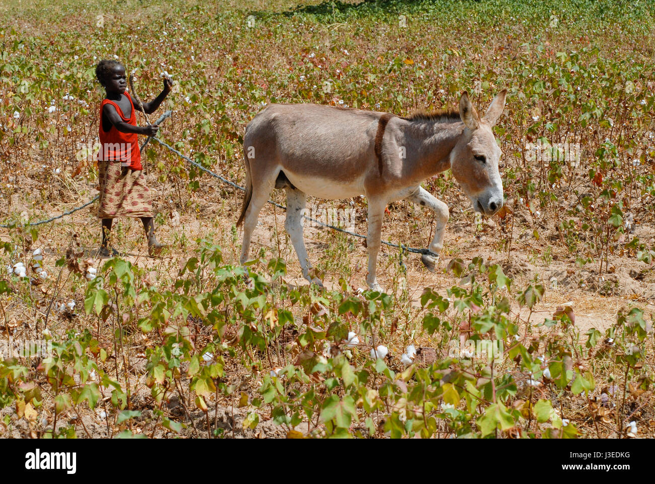 Farm work children hi-res stock photography and images - Alamy