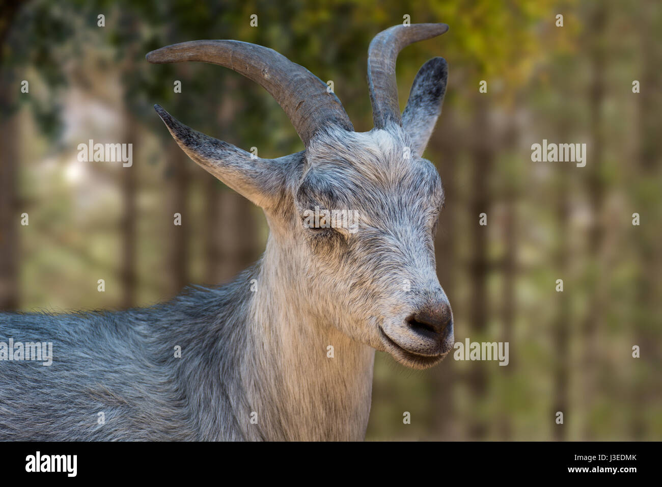 Goat portrait and green background Stock Photo