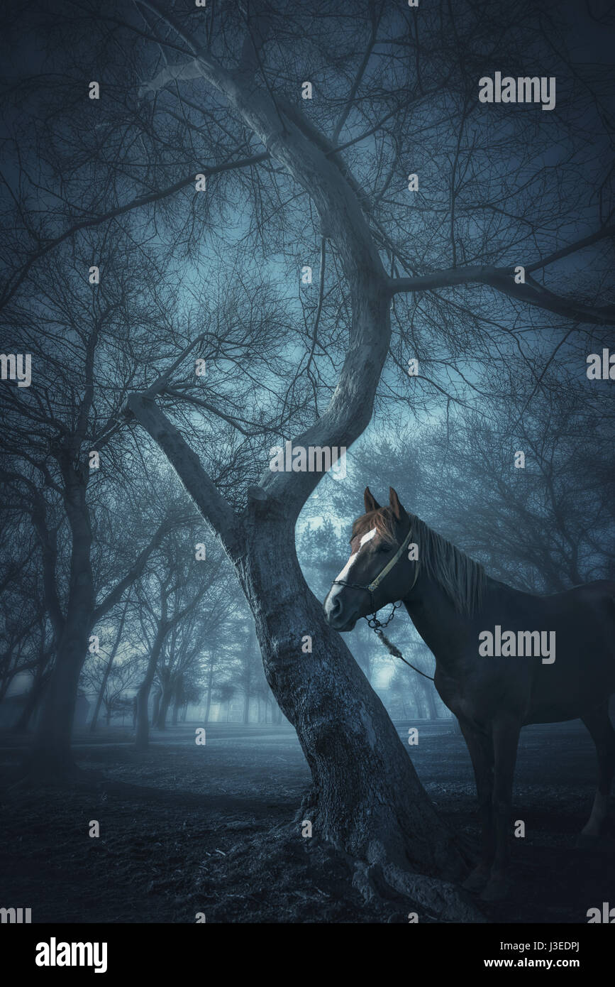 old trees in a forest with fog and horse Stock Photo