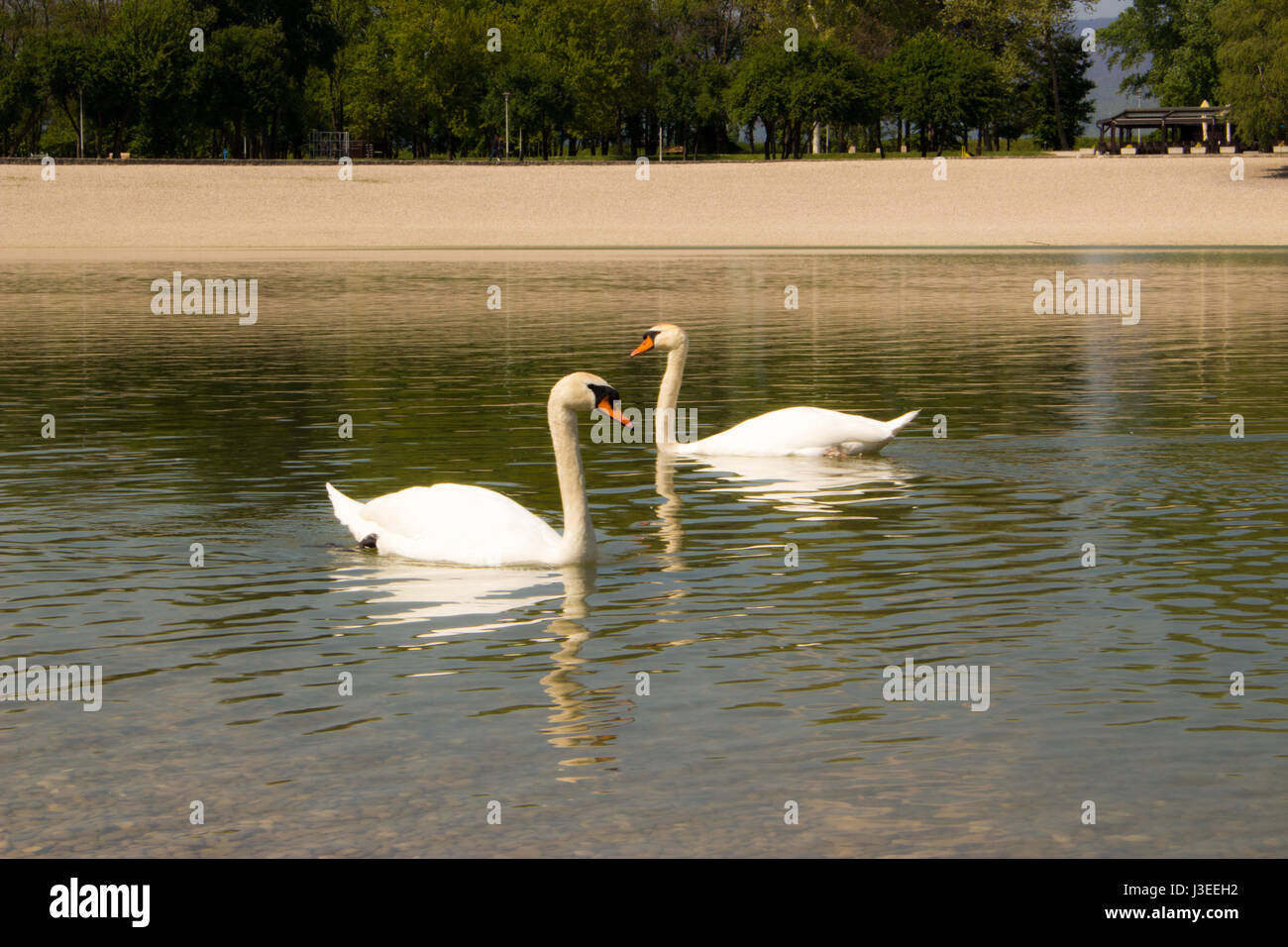 Two swans swimming in a pond Stock Photo - Alamy