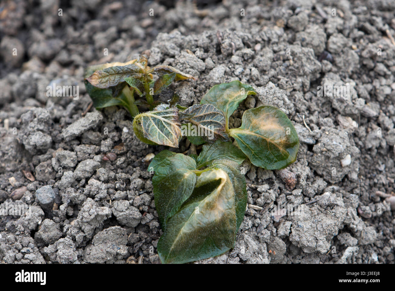 Early potato plants showing signs of frost damage to theleaves Stock