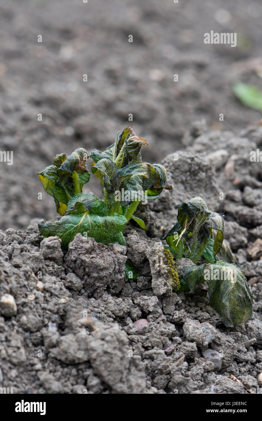 Early potato plants showing signs of frost damage Stock Photo