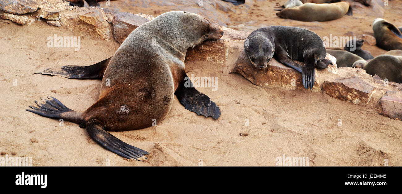 Cape Cross Seal Reserve Stock Photo