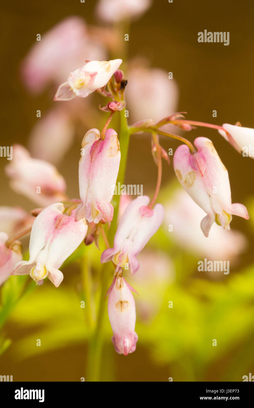 Pale pink flushed white hires stock photography and images Alamy