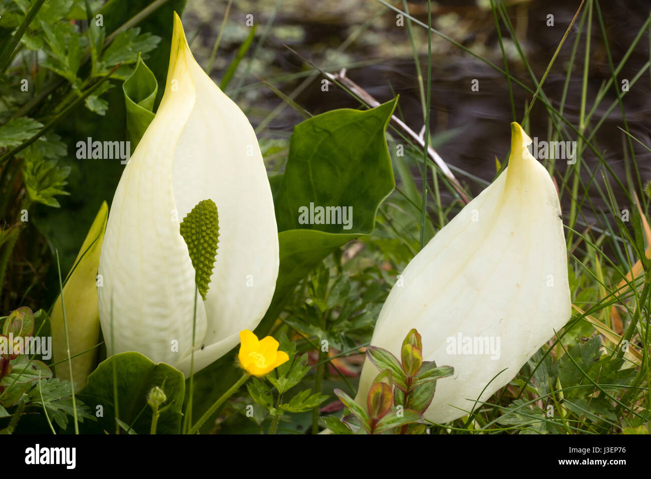 White spring spathes of the Asian skunk cabbage, Lysichiton camtschatcensis, by the water's edge Stock Photo