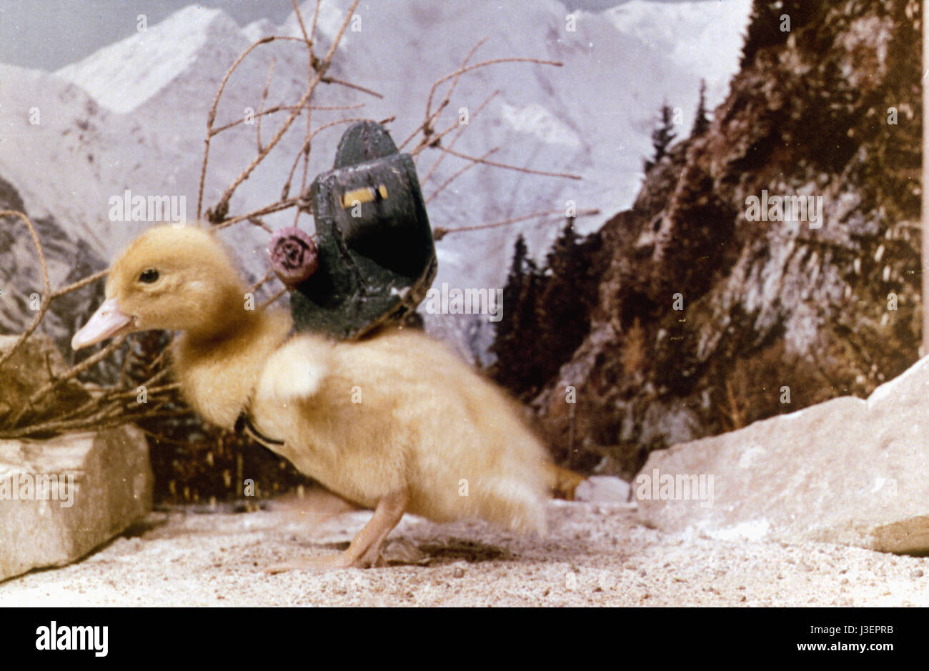 Saturnin prend des vacances Year 1964 France Animation Director