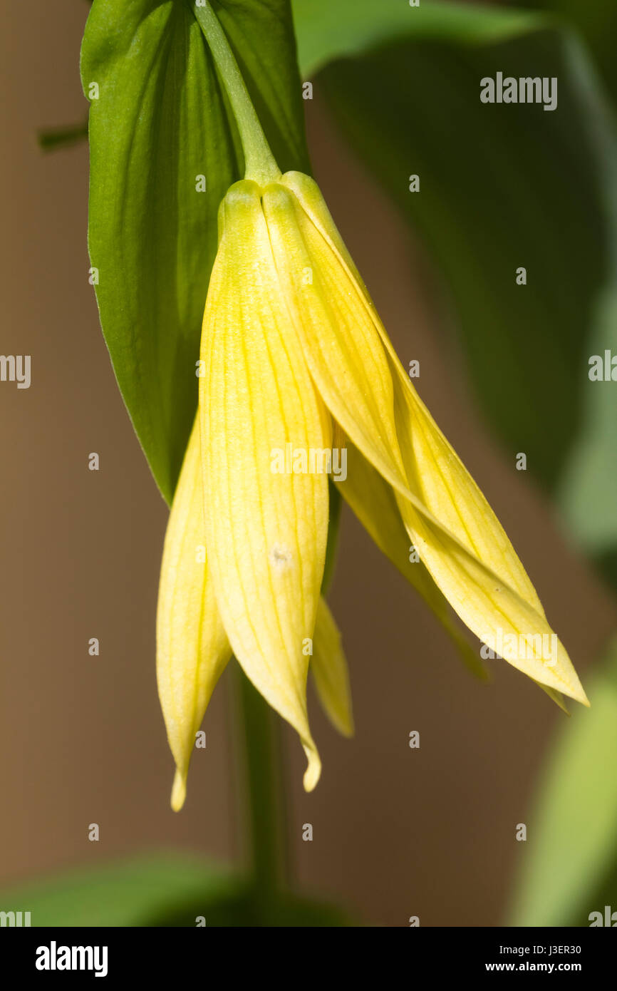 Single flower of the pale yellow form of the perennial, summer dormant woodlander, Uvularia grandiflora 'Pallida' Stock Photo
