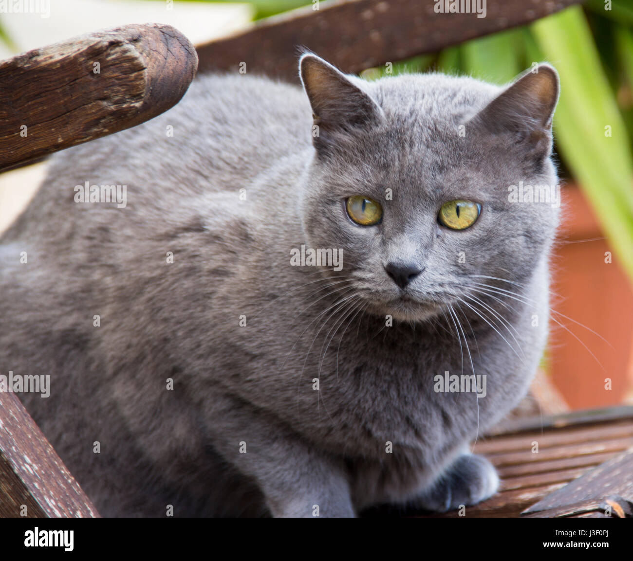 Cyprus Cat Hi Res Stock Photography And Images Alamy