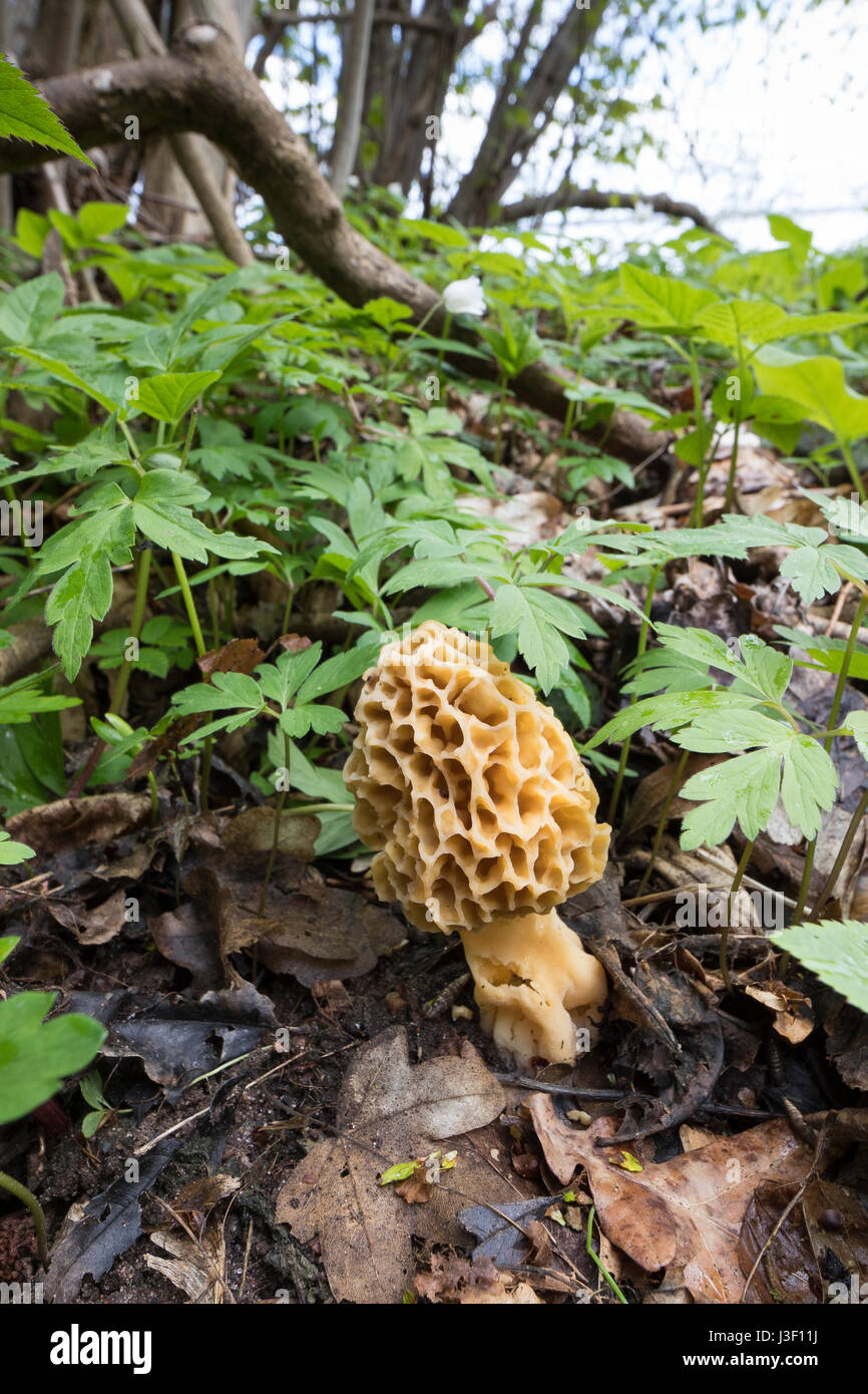 Speisemorchel, Speise-Morchel, Rundmorchel, Rund-Morchel, Morchel, Speisemorcheln, Morcheln, Morchella esculenta, Morellus esculentus, common morel, m Stock Photo