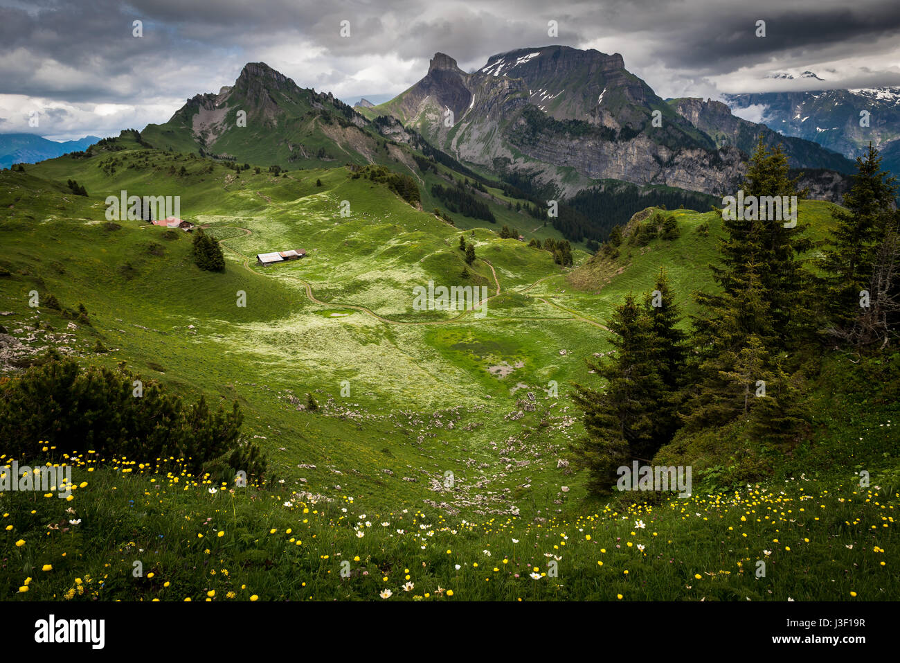 Schynige Platte in Switzerland is one of the highest pasturelands in Europe Stock Photo