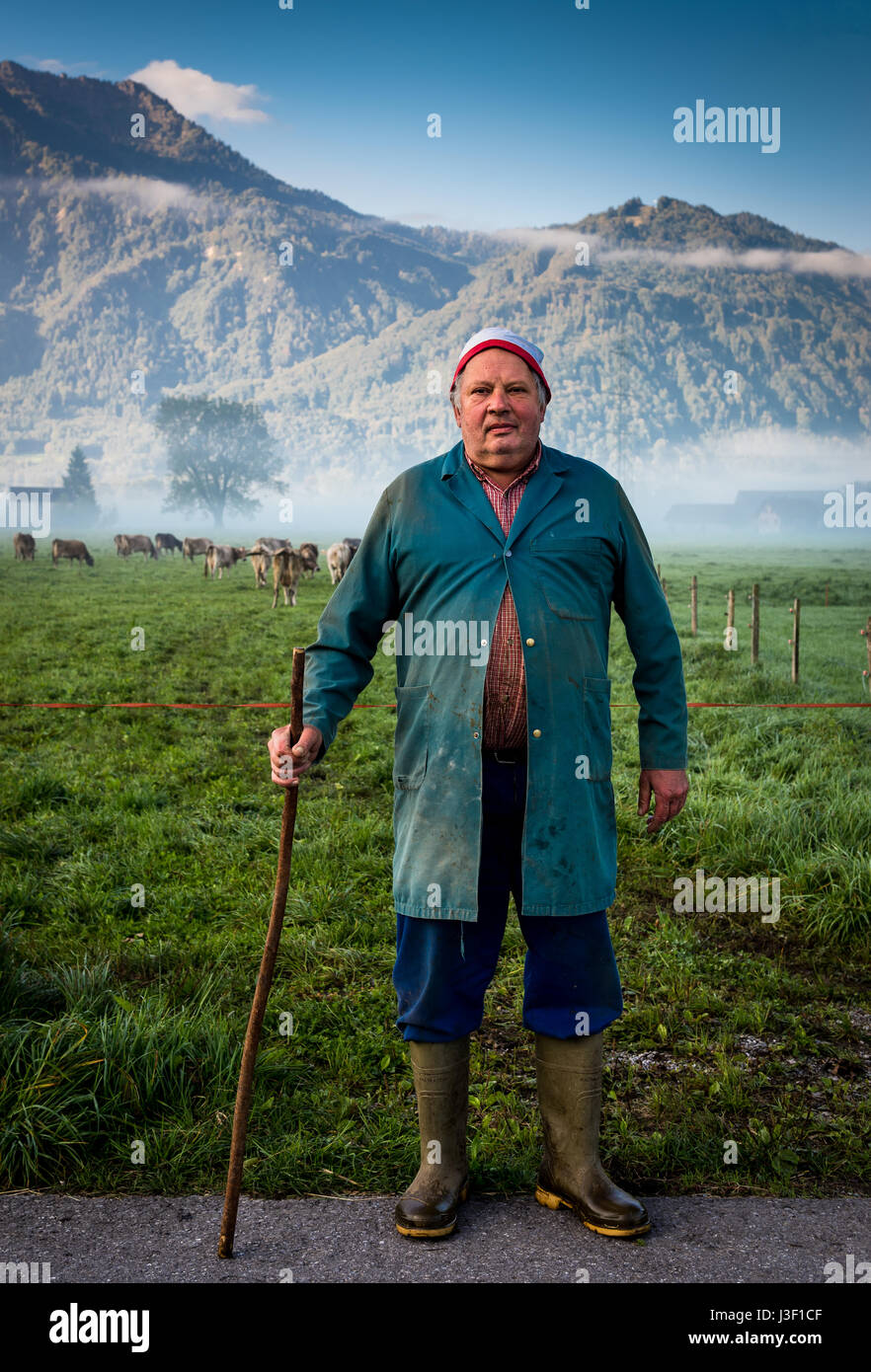 Cowherd in Switzerland tends his cattle in the early morning mist Stock Photo