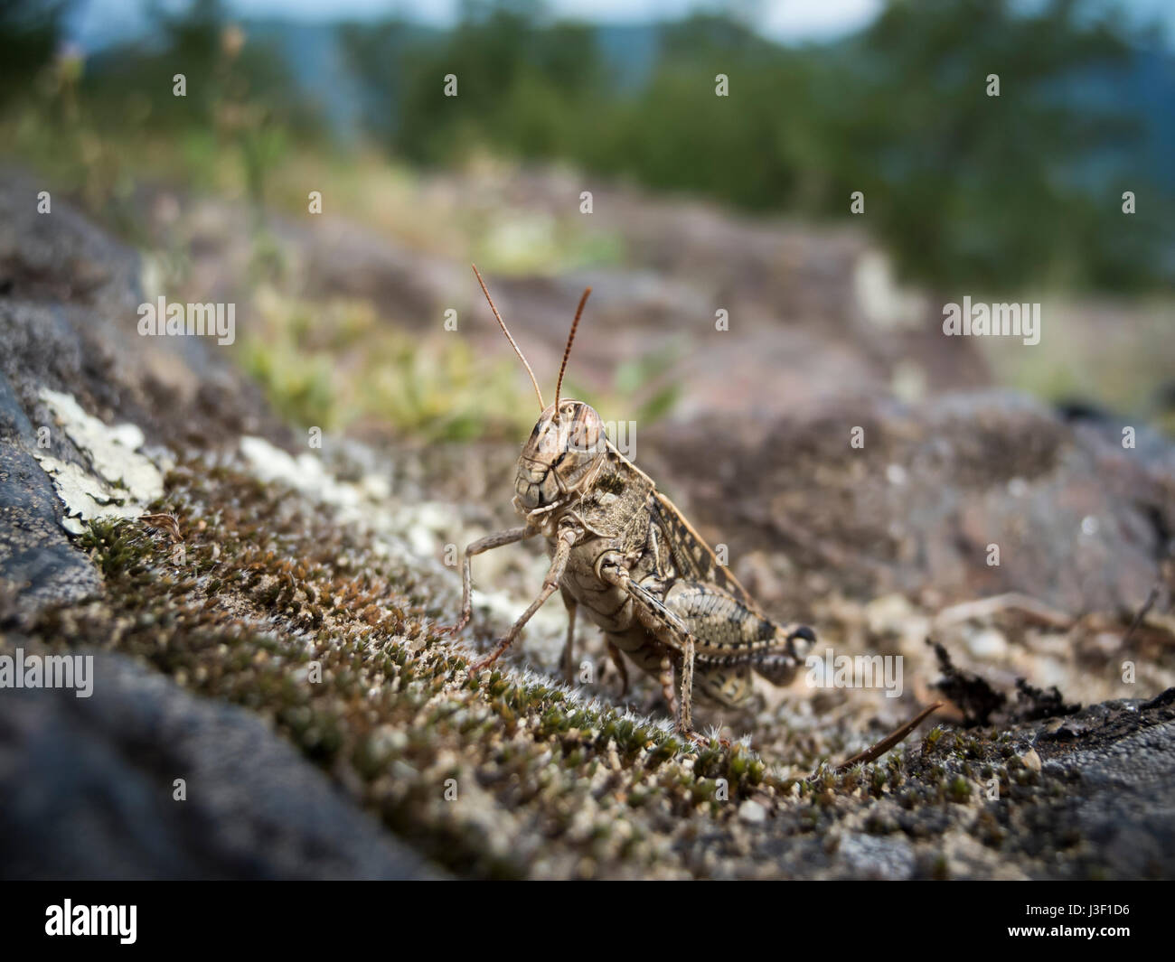 Close-up of a brown female nightingale-grasshopper (brown grasshopper) on a mountain pasture in South Tyrol/Italy. Stock Photo