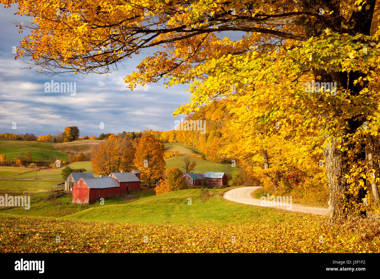 Orange and Yellow Maple Trees at dawn over the Jenne Farm near Woodstock, Vermont, USA Stock Photo