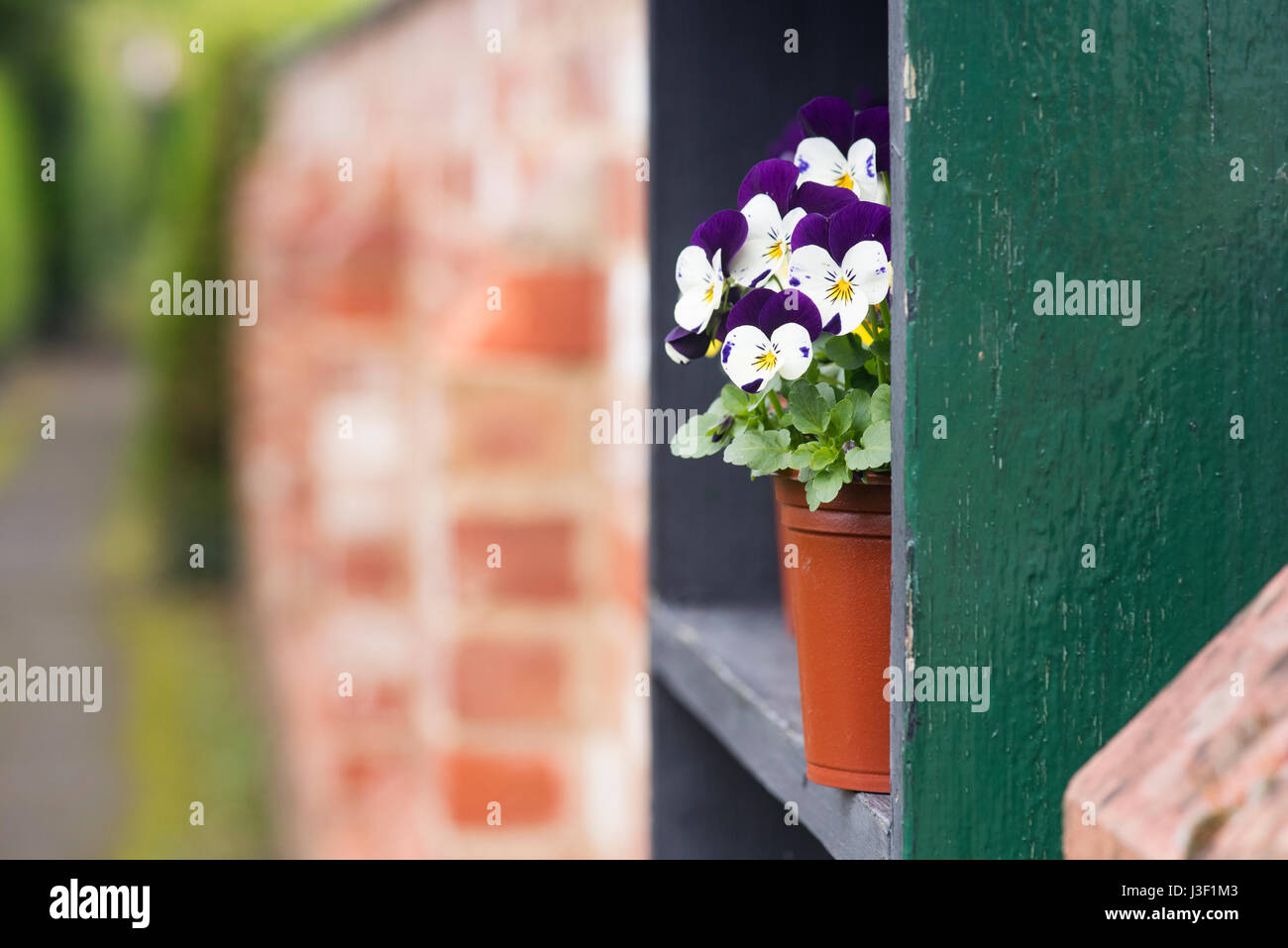 Purple and white violets in a flower pot. UK Stock Photo