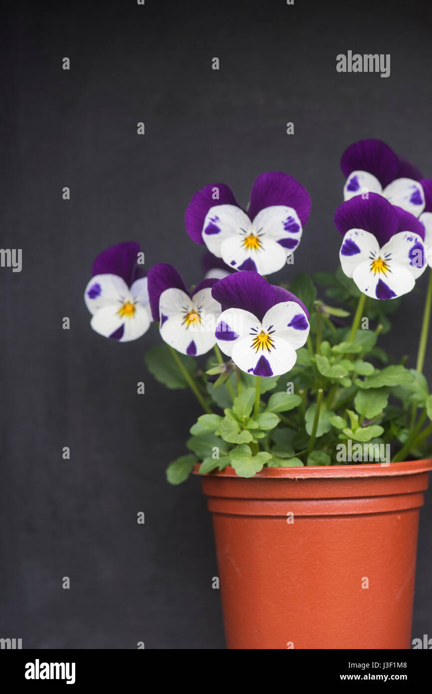 Purple and white violets in a flower pot. UK Stock Photo
