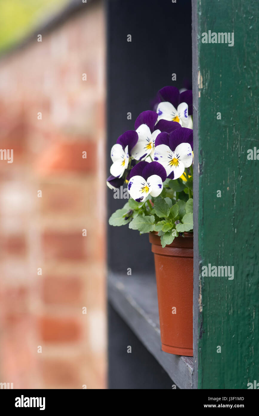 Purple and white violets in a flower pot. UK Stock Photo