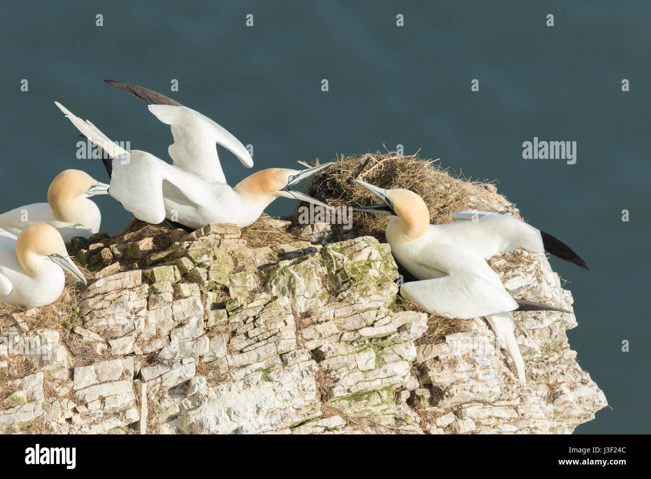 Gannets at Bempton Cliffs. Stock Photo
