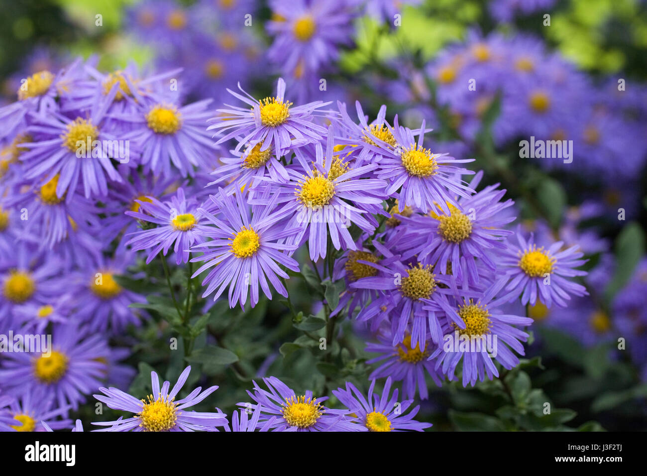 Aster amelius 'King George' flowers in Autumn. Stock Photo