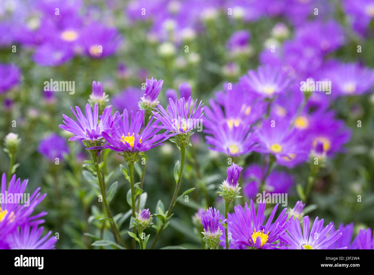 Aster amelius 'Violet Queen' flowers in Autumn. Stock Photo